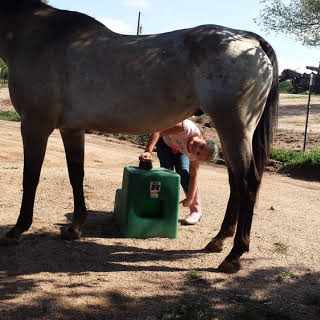 horse boarding